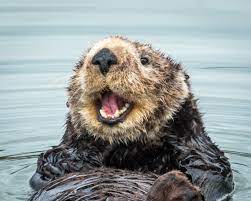 happy otter